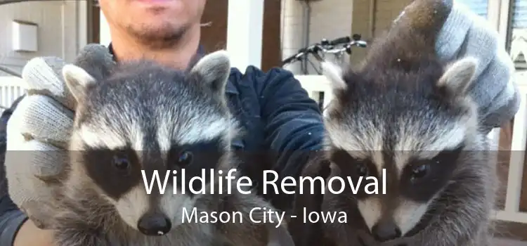 Wildlife Removal Mason City - Iowa
