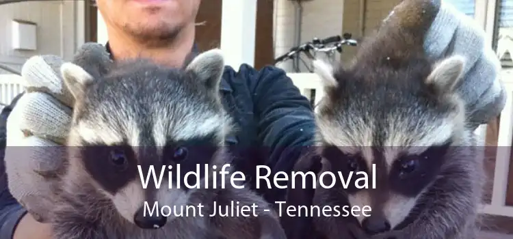 Wildlife Removal Mount Juliet - Tennessee