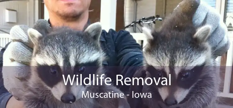 Wildlife Removal Muscatine - Iowa
