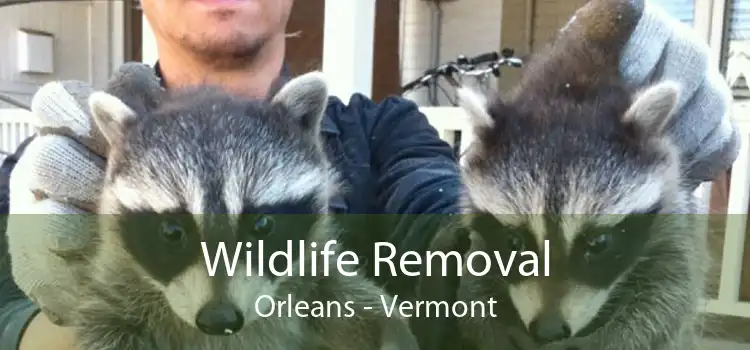 Wildlife Removal Orleans - Vermont