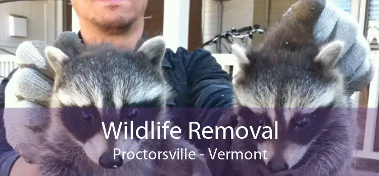 Wildlife Removal Proctorsville - Vermont