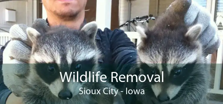 Wildlife Removal Sioux City - Iowa
