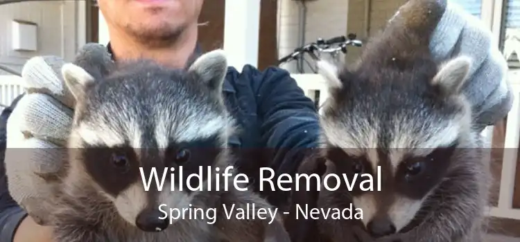 Wildlife Removal Spring Valley - Nevada