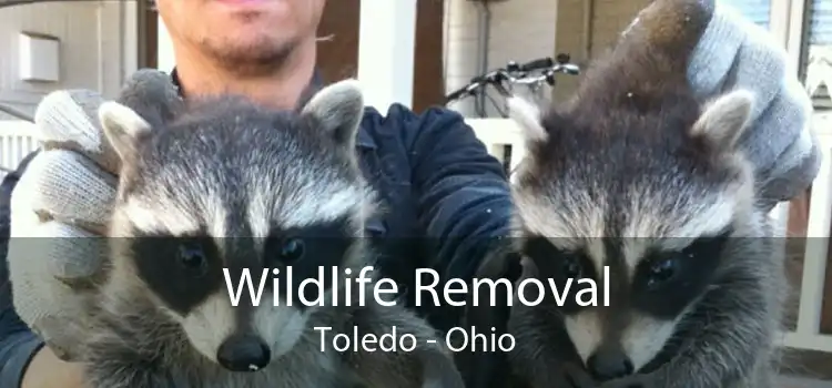 Wildlife Removal Toledo - Ohio