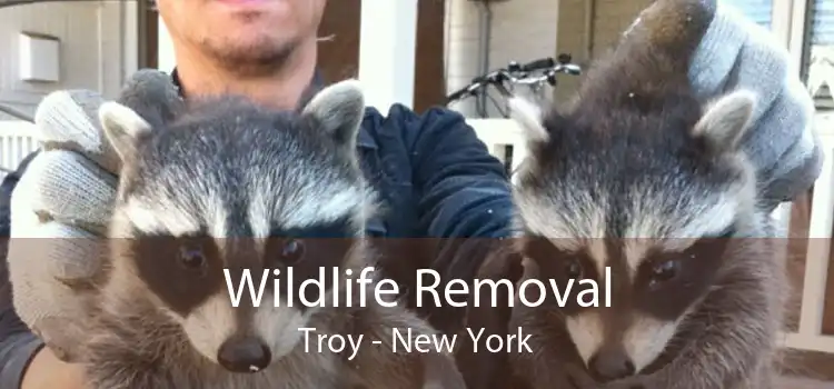 Wildlife Removal Troy - New York