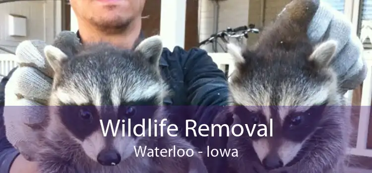 Wildlife Removal Waterloo - Iowa