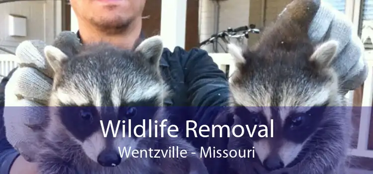 Wildlife Removal Wentzville - Missouri