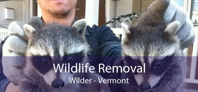 Wildlife Removal Wilder - Vermont
