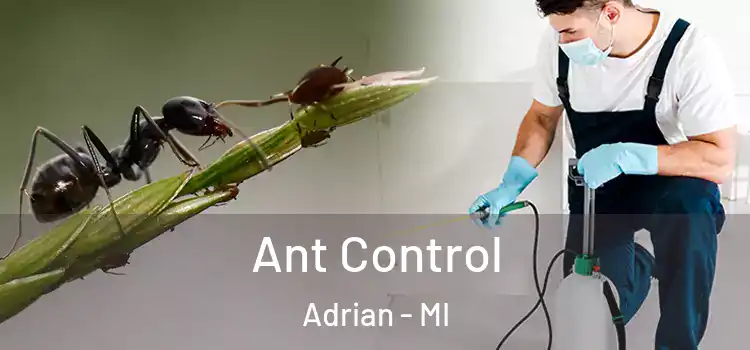 Ant Control Adrian - MI