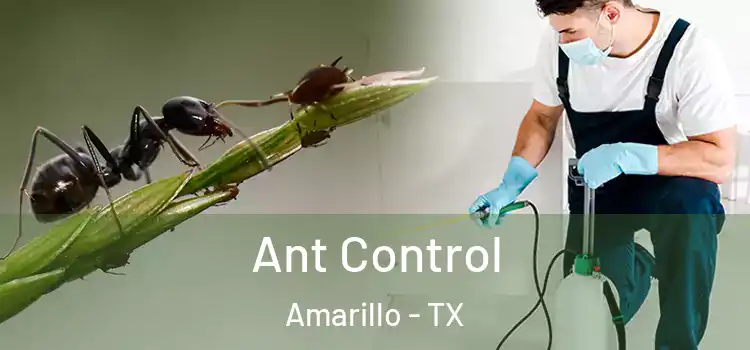  Ant Control Amarillo - TX