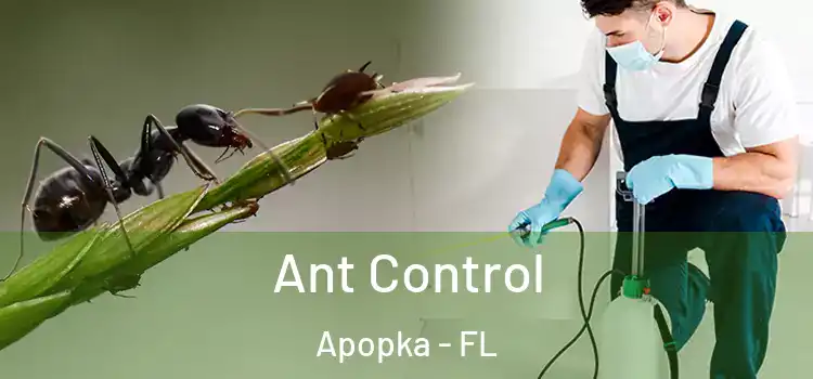  Ant Control Apopka - FL