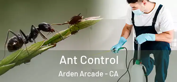  Ant Control Arden Arcade - CA