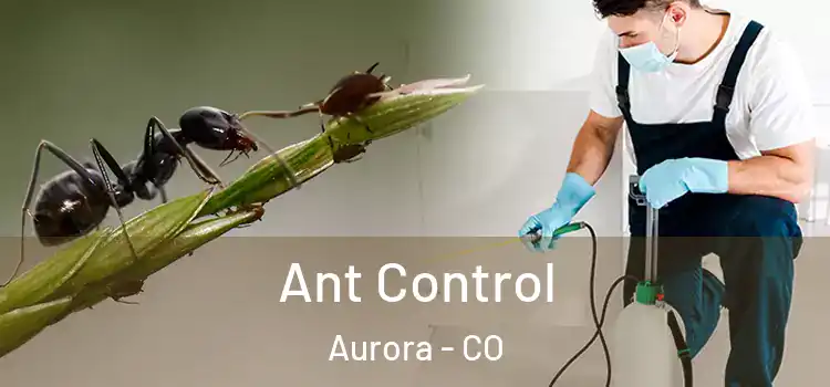  Ant Control Aurora - CO