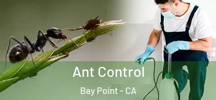  Ant Control Bay Point - CA