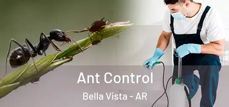 Ant Control Bella Vista - AR