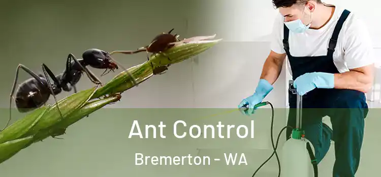  Ant Control Bremerton - WA