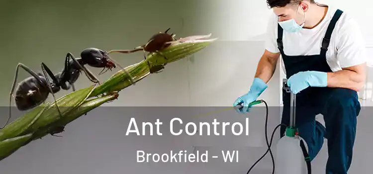  Ant Control Brookfield - WI
