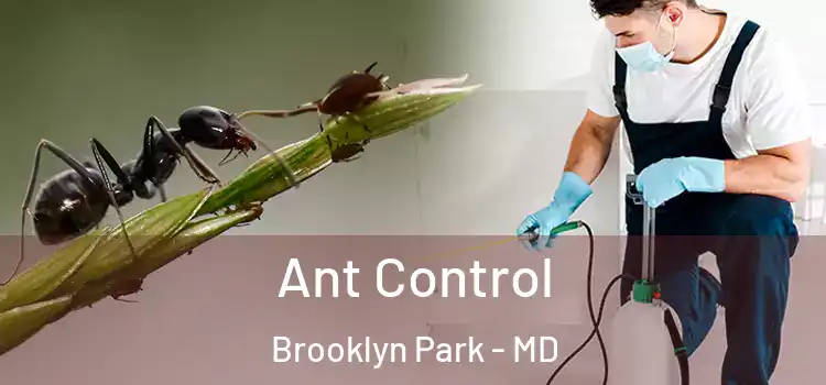 Ant Control Brooklyn Park - MD