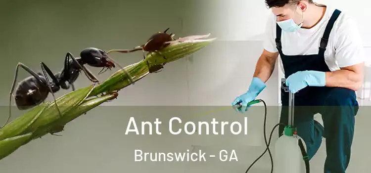  Ant Control Brunswick - GA