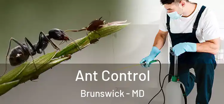  Ant Control Brunswick - MD