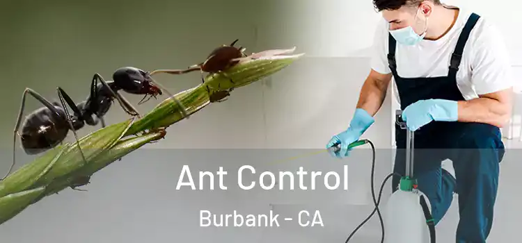 Ant Control Burbank - CA