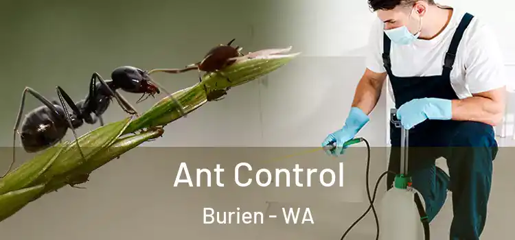  Ant Control Burien - WA