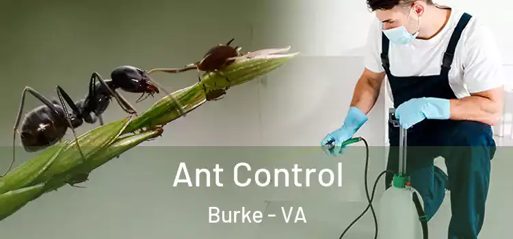 Ant Control Burke - VA