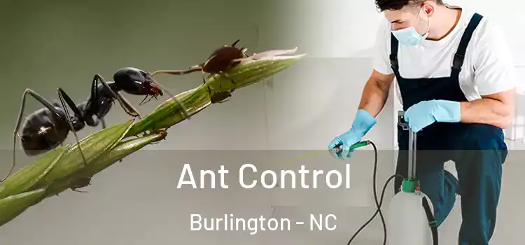  Ant Control Burlington - NC