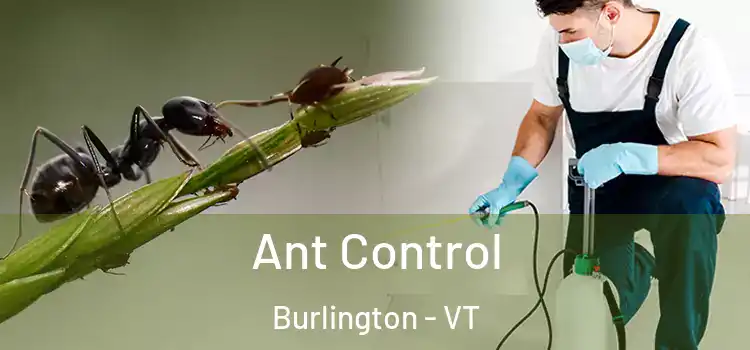 Ant Control Burlington - VT