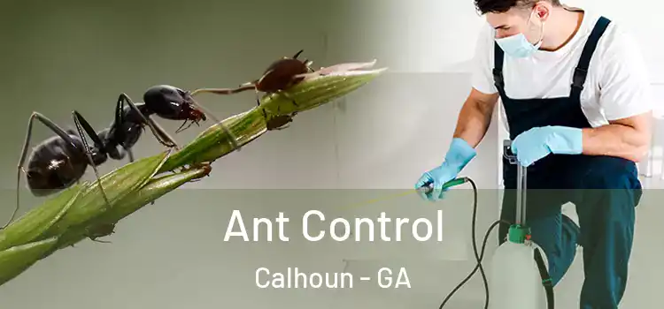 Ant Control Calhoun - GA