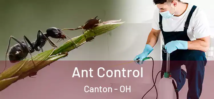  Ant Control Canton - OH