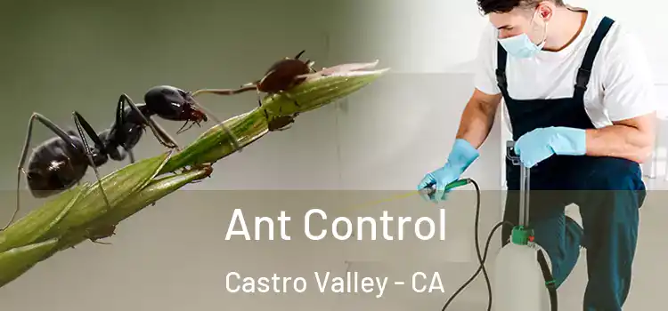  Ant Control Castro Valley - CA