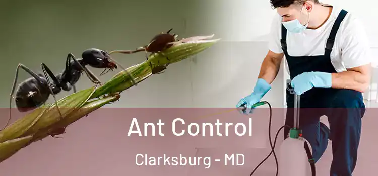  Ant Control Clarksburg - MD