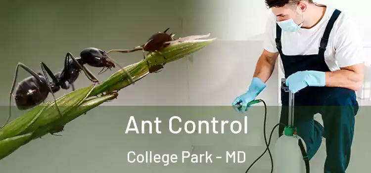  Ant Control College Park - MD