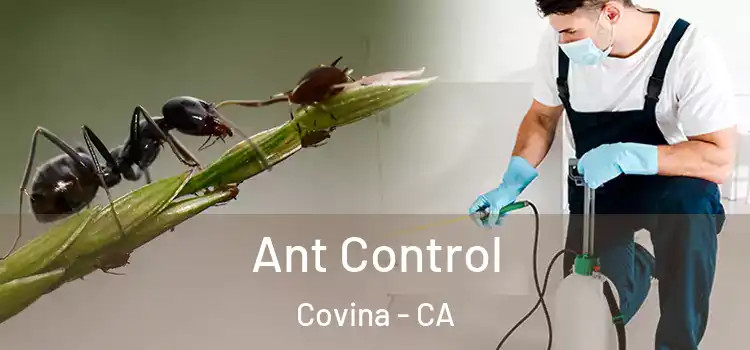  Ant Control Covina - CA