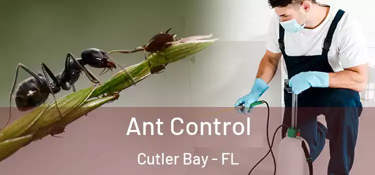  Ant Control Cutler Bay - FL