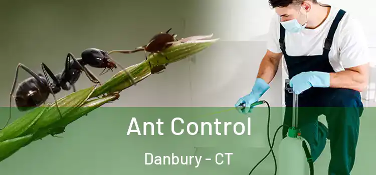 Ant Control Danbury - CT
