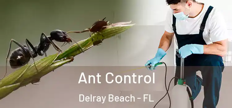  Ant Control Delray Beach - FL