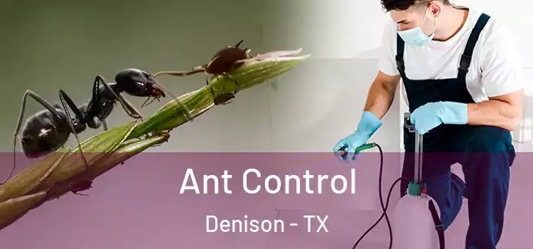  Ant Control Denison - TX
