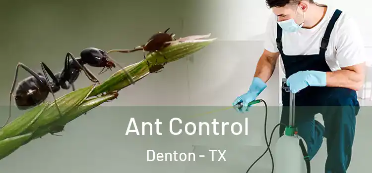  Ant Control Denton - TX