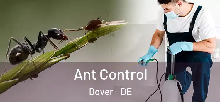 Ant Control Dover - DE