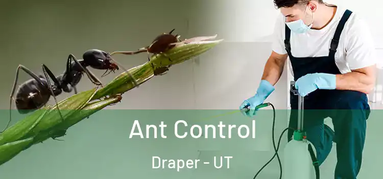  Ant Control Draper - UT