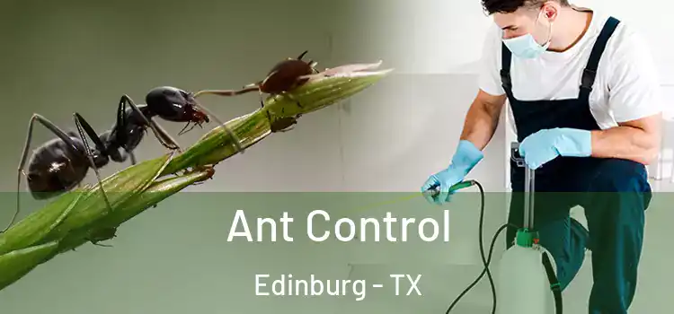 Ant Control Edinburg - TX