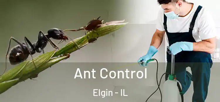  Ant Control Elgin - IL
