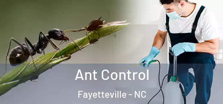 Ant Control Fayetteville - NC