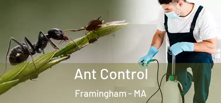  Ant Control Framingham - MA