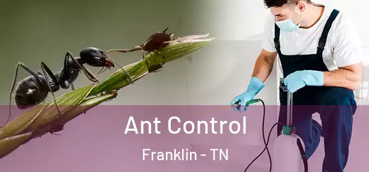 Ant Control Franklin - TN
