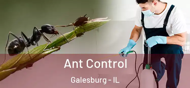 Ant Control Galesburg - IL