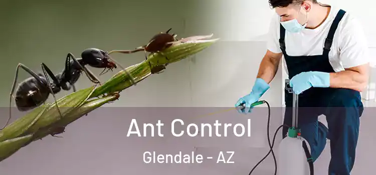 Ant Control Glendale - AZ
