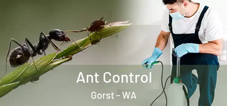 Ant Control Gorst - WA